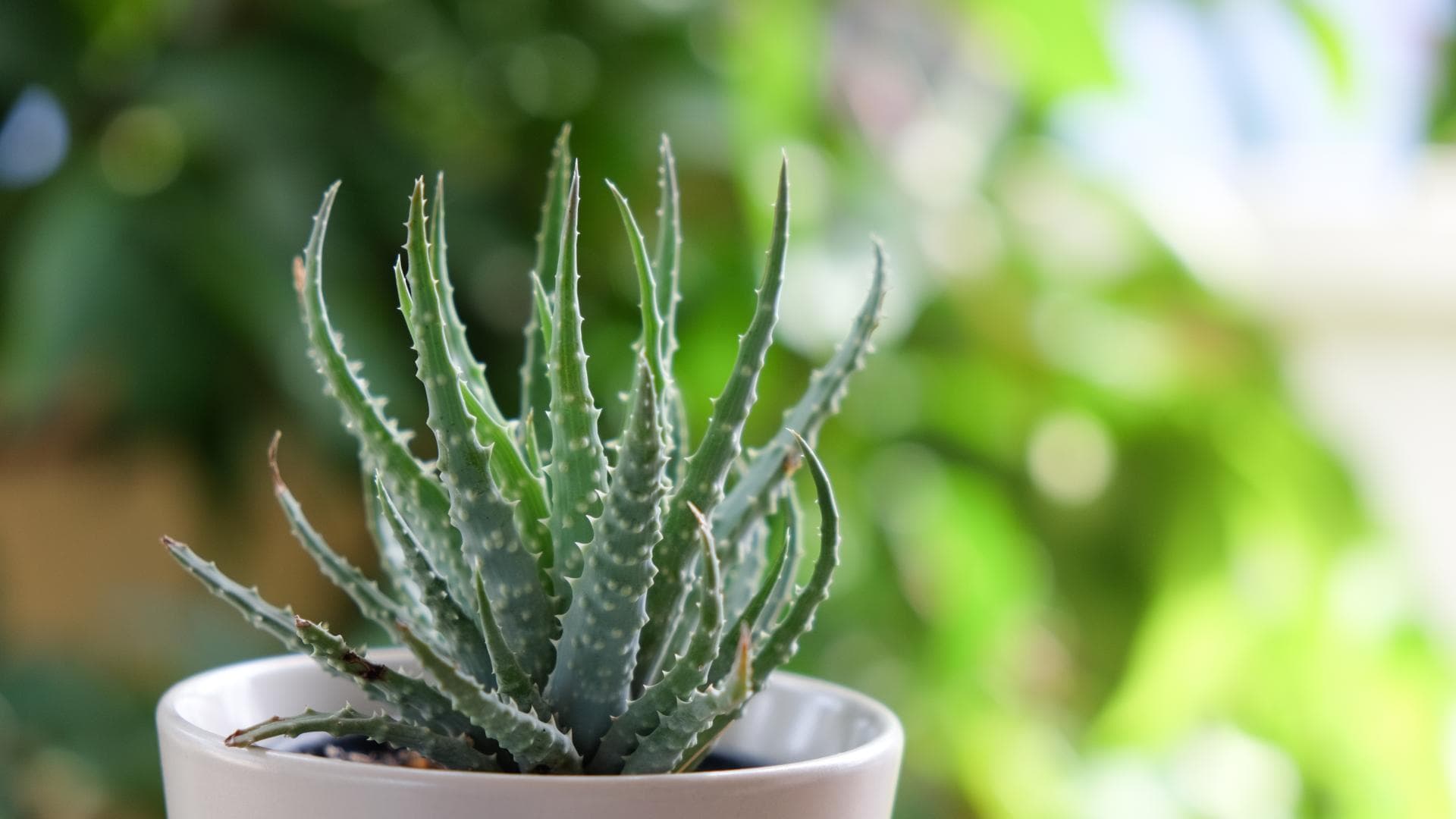 3 Zimmerpflanzen für sonnige Standorte