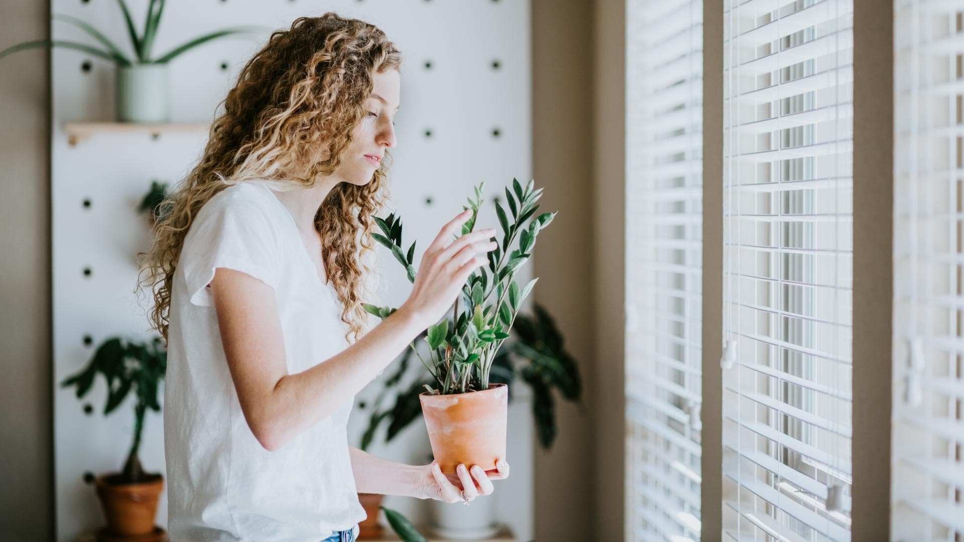 3 Zimmerpflanzen für sonnige Standorte