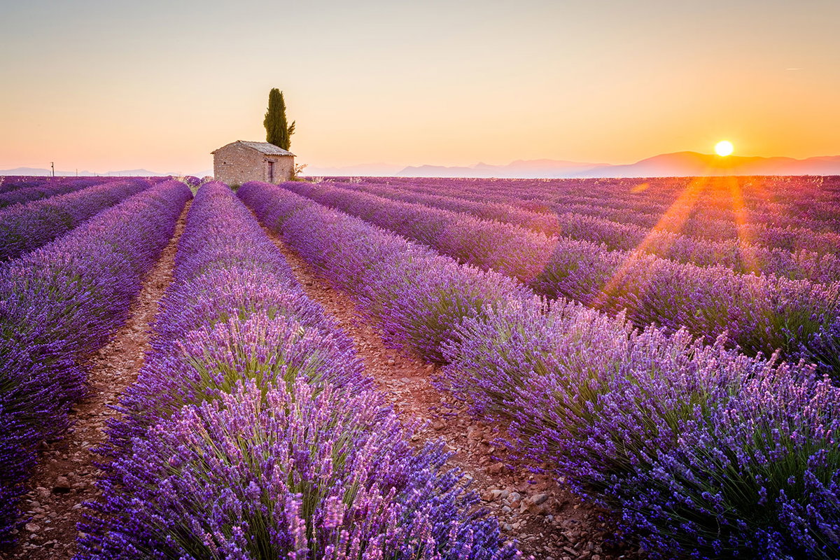 Lavendel Heilkraft Aus Der Natur